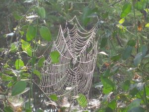 A spiderweb at the Keoladeo Ghana National Park, Bharatpur